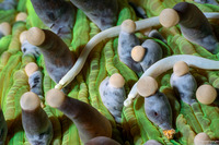 Siokunichthys nigrolineatus (Mushroom Coral Pipefish)