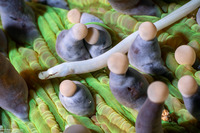 Siokunichthys nigrolineatus (Mushroom Coral Pipefish)