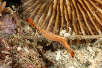 Leander plumosus (Long Nose Rock Shrimp)