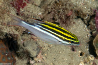 Scolopsis bilineata (Bridled Monocle Bream)