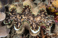 Tridacna squamosa (Fluted Giant Clam)