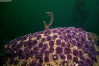 Strongylocentrotus purpuratus (Purple Sea Urchin)