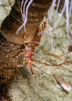 Pandalus danae (Dock Shrimp)