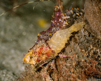 Spirontocaris prionota (Deep Blade Shrimp)