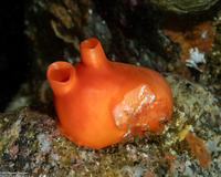 Cnemidocarpa finmarkiensis (Shiny Orange Sea Squirt)