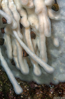 Cystodytes lobatus (Lobed Compound Tunicate)