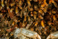 Petaloconchus montereyensis (Petaloconchus Montereyensis)