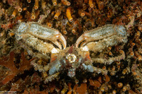 Scyra acutifrons (Sharpnose Crab)