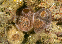 Parapholas californica (Scaleside Piddock)