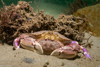 Metacarcinus gracilis (Graceful Crab)
