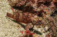 Sebastes miniatus (Vermilion Rockfish)