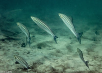 Atherinops affinis (Topsmelt)