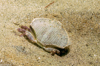 Cancer productus (Red Rock Crab)