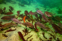 Hypsurus caryi (Rainbow Seaperch)