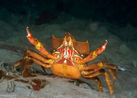 Pugettia producta (Northern Kelp Crab)