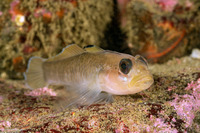 Rhinogobiops nicholsii (Blackeye Goby)
