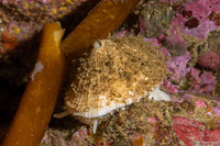 Diodora aspera (Keyhole Limpet)