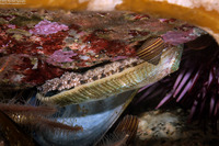 Haliotis walallensis (Flat Abalone)