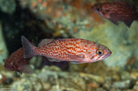 Sebastes mystinus (Blue Rockfish)