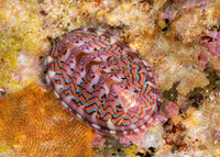 Tonicella lokii (Flame Lined Chiton)