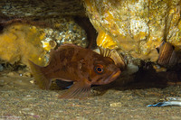 Sebastes caurinus (Copper Rockfish)