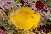 Doriopsilla fulva (White-Speckled Dorid)