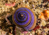 Calliostoma ligatum (Blue Top Snail)