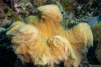 Sarcophyton trocheliophorum (Elephant Ear Coral)