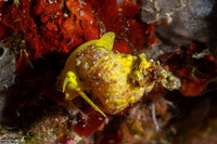 Epidendrium aureum (Golden Wentletrap)