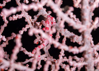 Hippocampus bargibanti (Pygmy Seahorse)