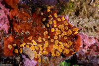 Didemnum sp.13 (Didemnum sp.13)