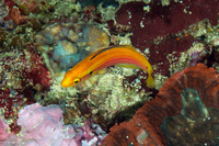 Bodianus bimaculatus (Twospot Slender Hogfish)