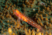 Eviota maculosa (Polkadot Dwarfgoby)