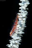 Bryaninops yongei (Wire Coral Goby)