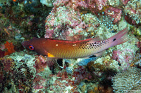 Bodianus dictynna (Redfin Hogfish)