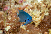 Pycnochromis caudalis (Blue-Axil Chromis)