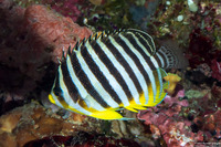 Paracentropyge multifasciata (Multi-Barred Angelfish)
