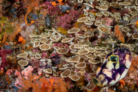 Palythoa heliodiscus (Sunray Zoanthid)