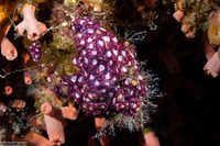 Eusynstyela cf. misakiensis (Eusynstyela cf. Misakiensis)