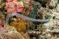 Synaptula lamperti (Lampert's Sea Cucumber)