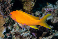 Pseudanthias pleurotaenia (Squarespot Anthias)