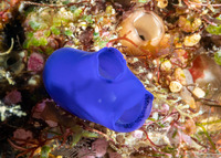 Rhopalaea sp.2 (Rhopalaea sp.2)