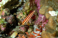 Chlorurus spilurus (Bullethead Parrotfish)
