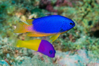 Pictichromis paccagnellorum (Royal Dottyback)