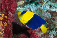 Centropyge bicolor (Bicolor Angelfish)