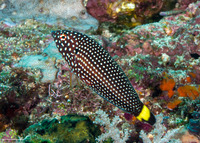 Anampses melanurus (Whitespotted Wrasse)