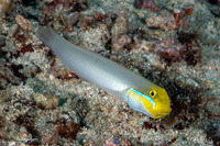 Valenciennea strigata (Bluestreak Goby)