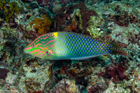 Halichoeres hortulanus (Checkerboard Wrasse)