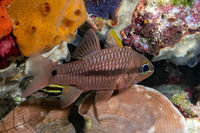 Pristiapogon kallopterus (Iridescent Cardinalfish)