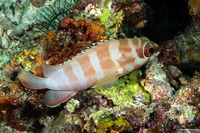Epinephelus fasciatus (Blacktip Grouper)